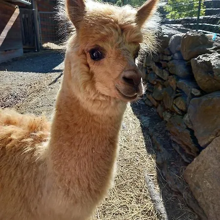 Apartment Casa Coccolin *